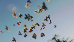 Imagem do filme: OS QUE DESEJAM + CRISTÓBAL – PONTEBARXAS